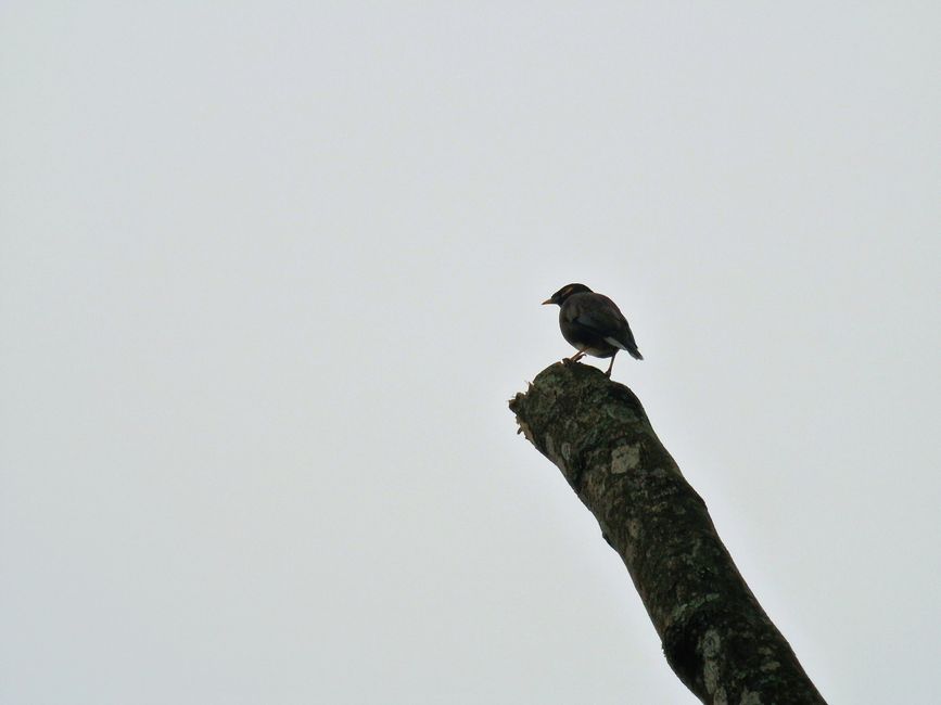 Stony Rock and Flying Cloak