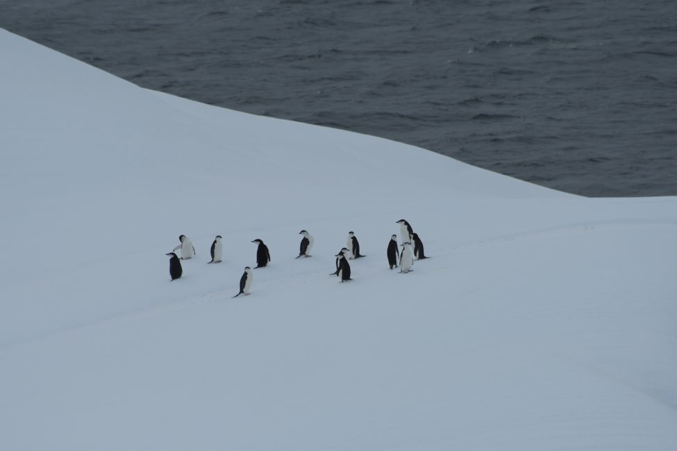 Zügelpinguine / Chinstrap penguins