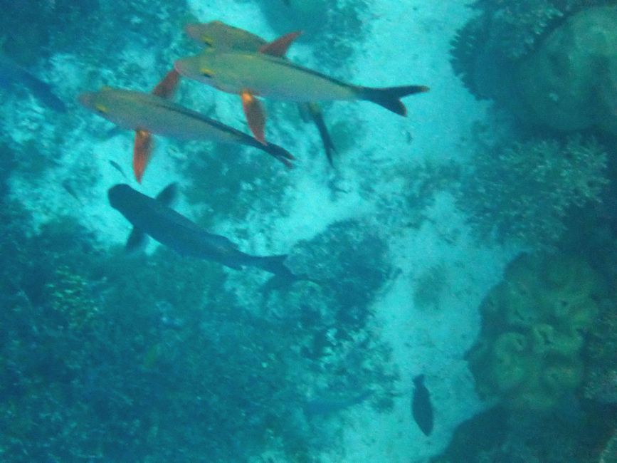 Sauwandarek, Raja Ampat, Indonesia