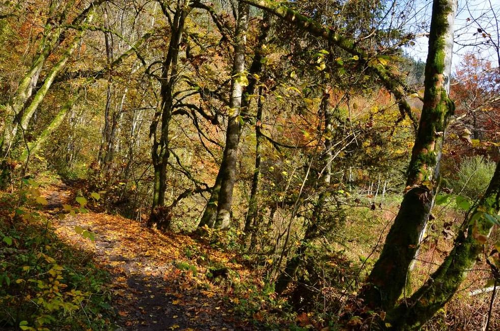 Autumn hiking in the Wutach Gorge: Red, yellow, orange... and you're right in the middle!