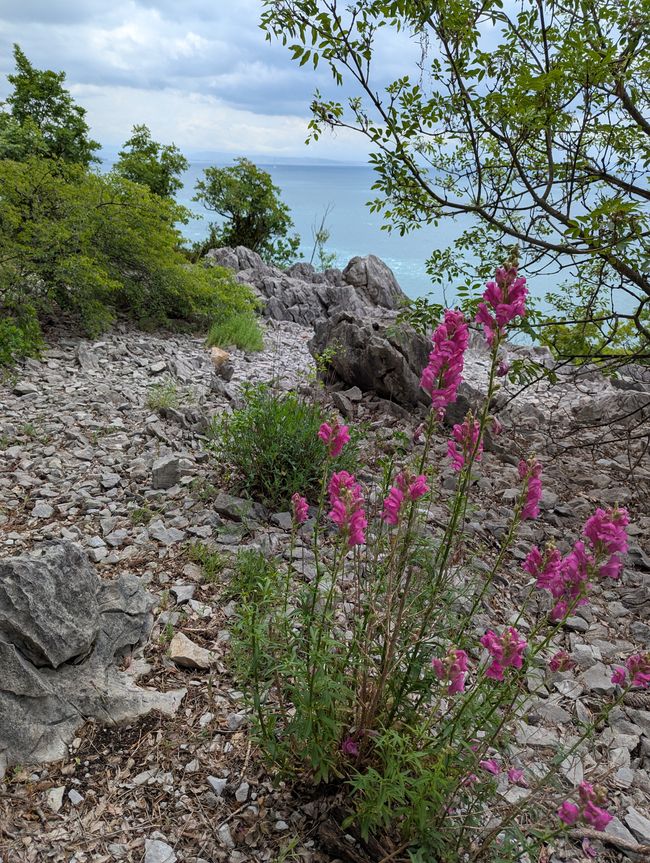 Castello di Duino