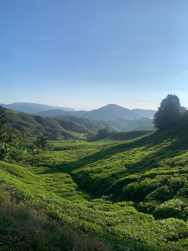 Cameron Highlands