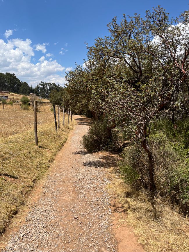 Tag 12
Wanderung zum Sacsayhuaman und de Cristo Balnco