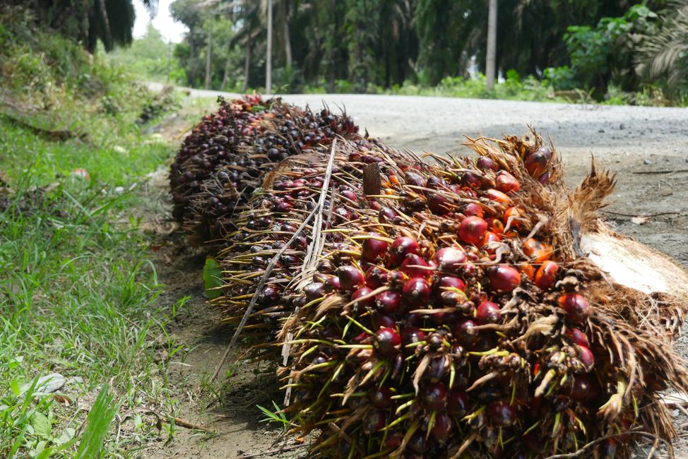 Oil palm fruits on the roadside