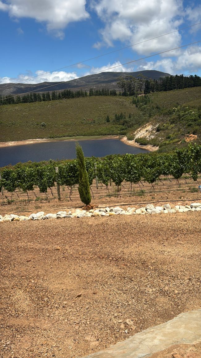 Weingut Ataraxia in Hermanus