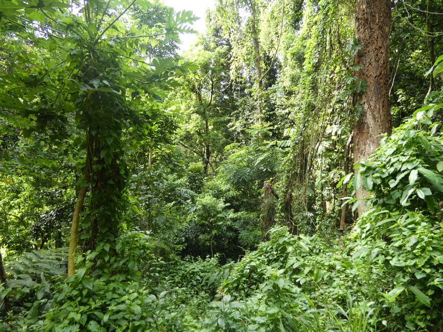 Apia, Samoa