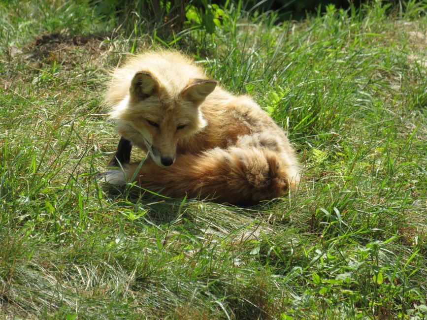 Red fox (Zoo Sauvage)