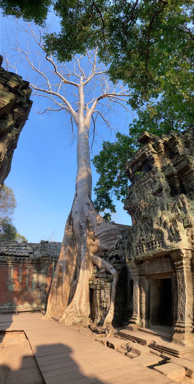 Cambodia - Siem Reap - Ta Prohm Temple