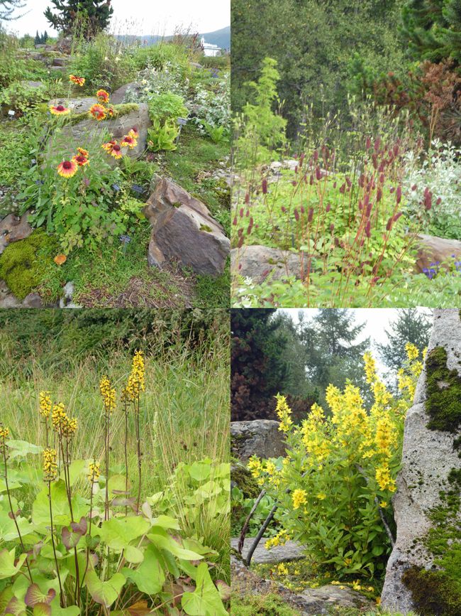 Tromsø arktisk-alpine botanisk hage