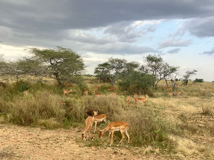 En la Serengeti - Día 2