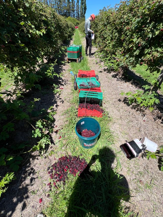 Die letzte Woche auf der Berryfarm