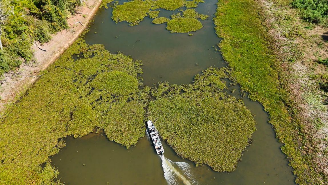 Excursión en barco en el Pantanal