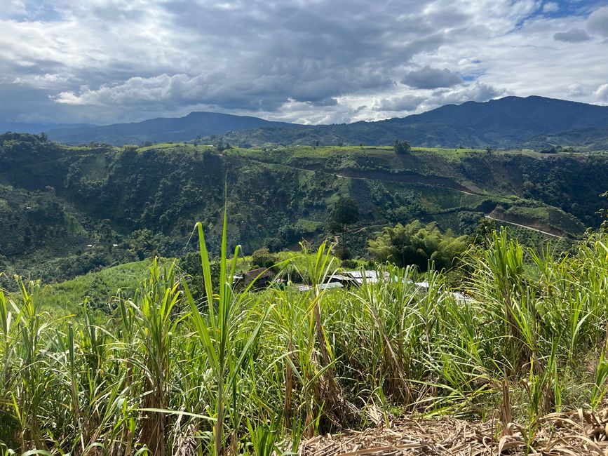 Et ici une distillerie pour le rhum de canne à sucre