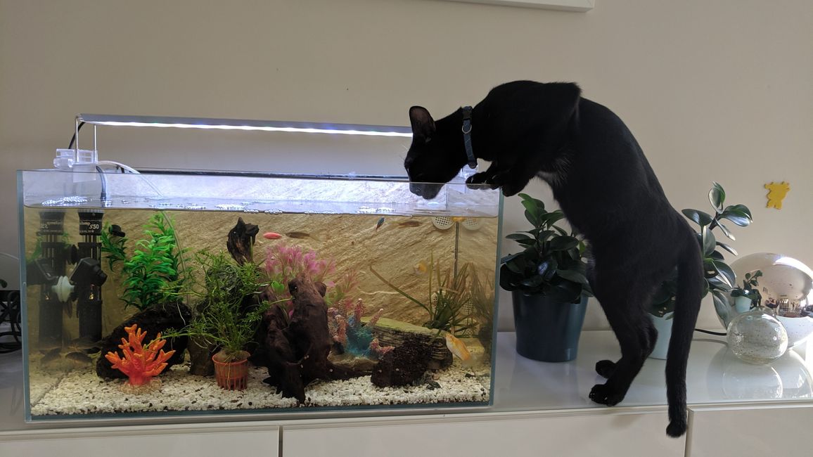 Où est le poisson ???