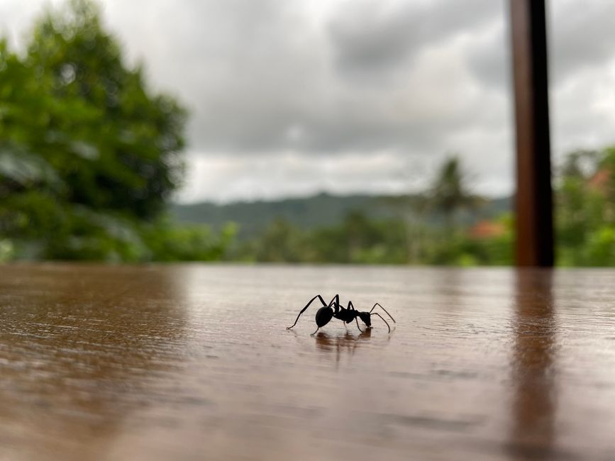 Ant kept me company
