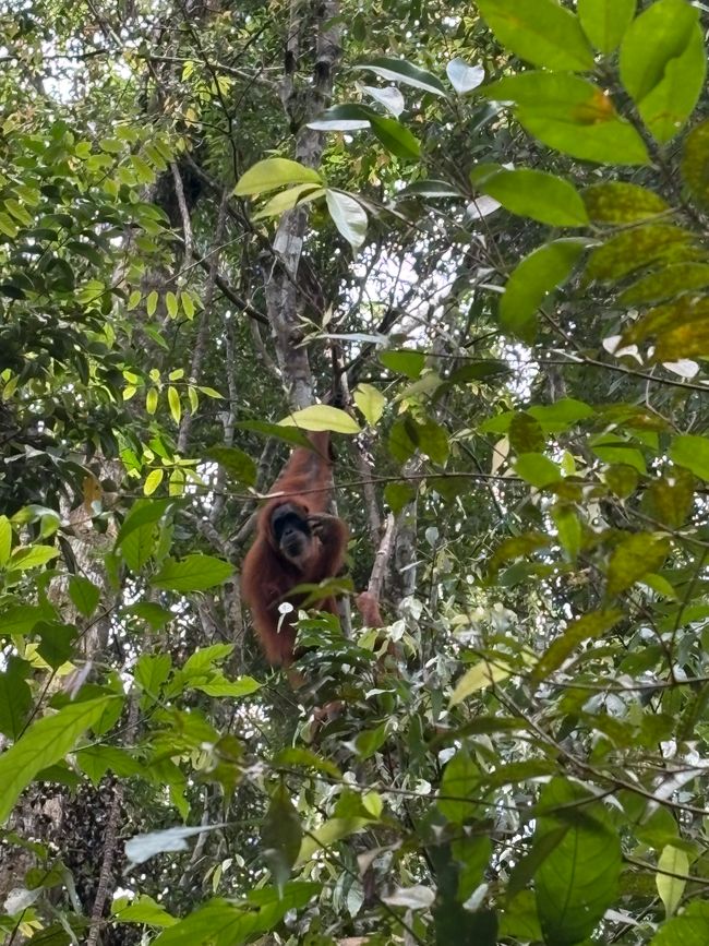 En los orangutanes