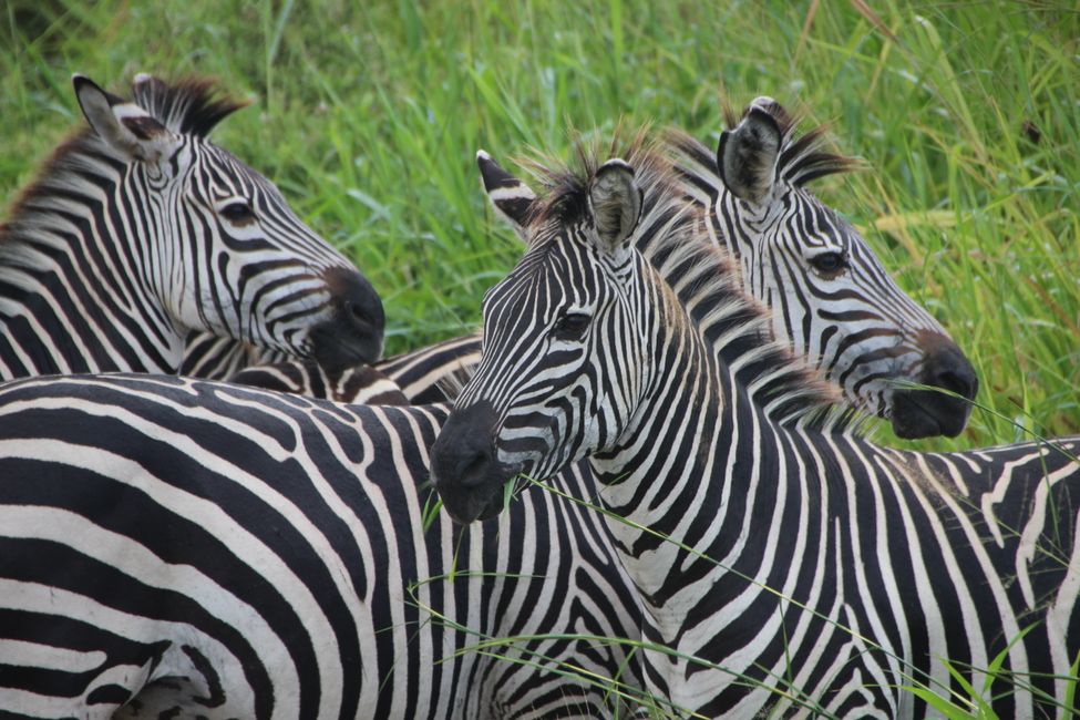Zebra's im satten Grün
