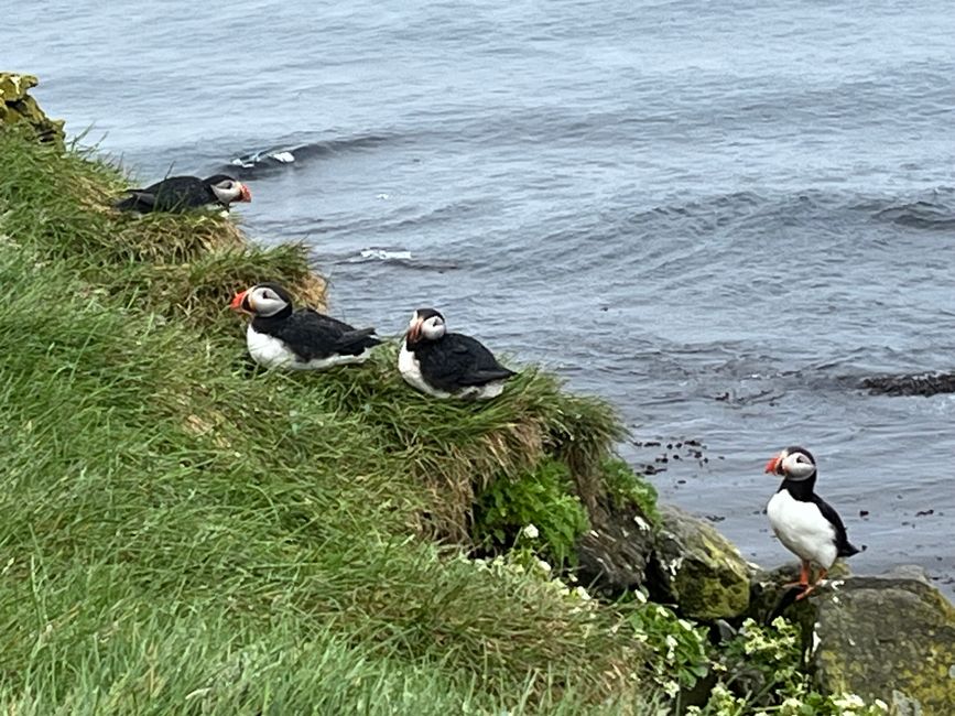Auf der Jagd nach Puffins