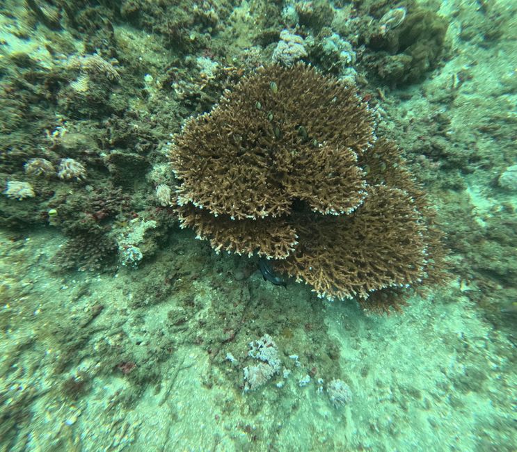 Tag 20: Il mondo sottomarino di Bali