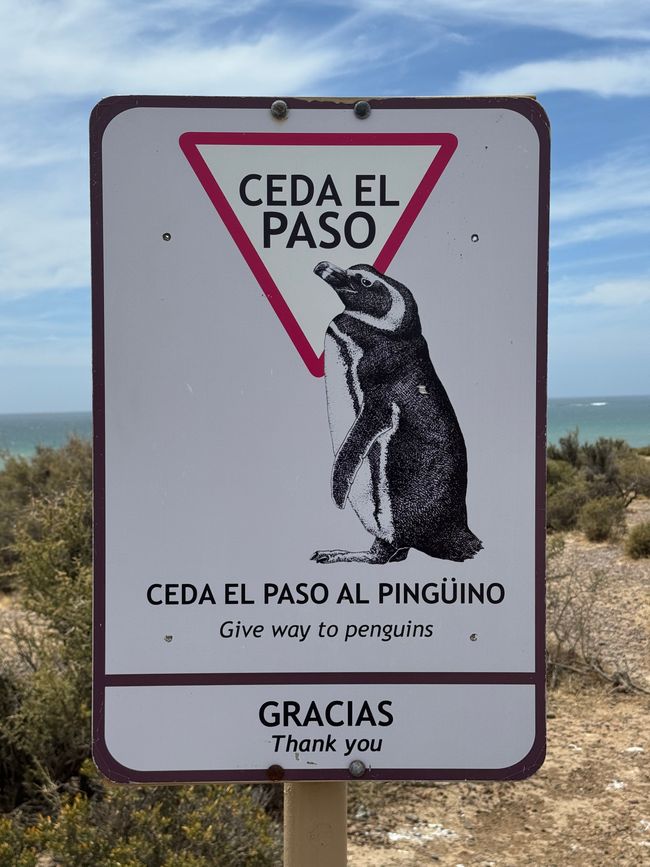 Punta Tombo: Pinguins first, and everywhere!