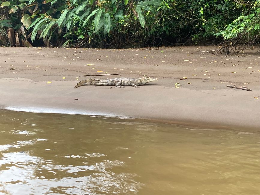 Tortuguero