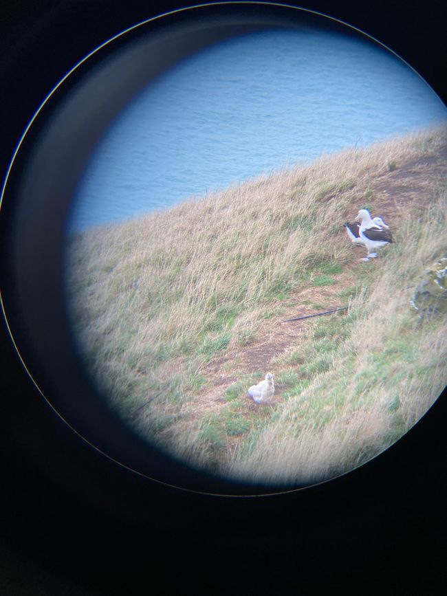 The young couple & a chick through the binoculars