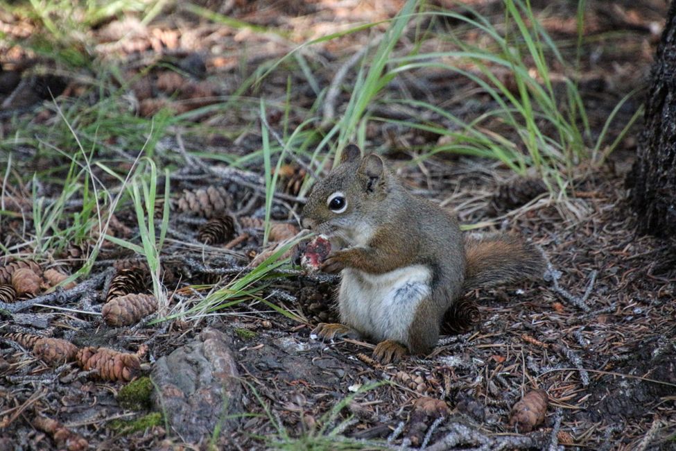 Campsite Squirrel