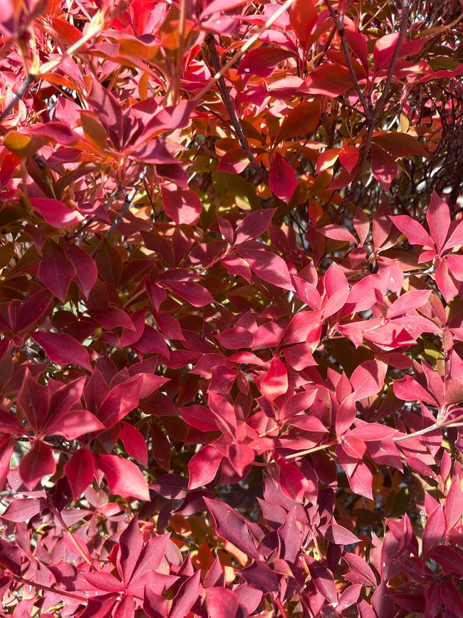 7. Kapitel: Noch ein Tag am Fuji-san, jede Sekunde ist anders