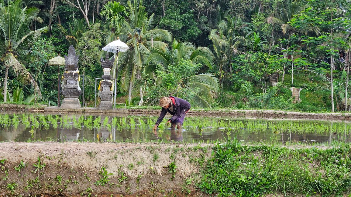 Ubud