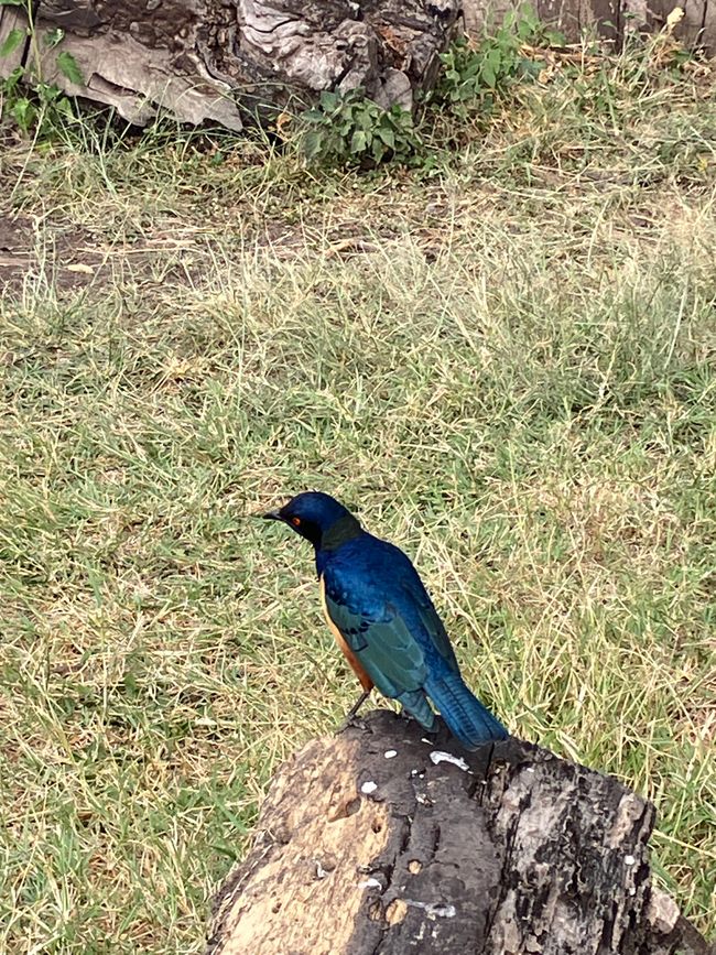 Il Cratere di Ngorongoro