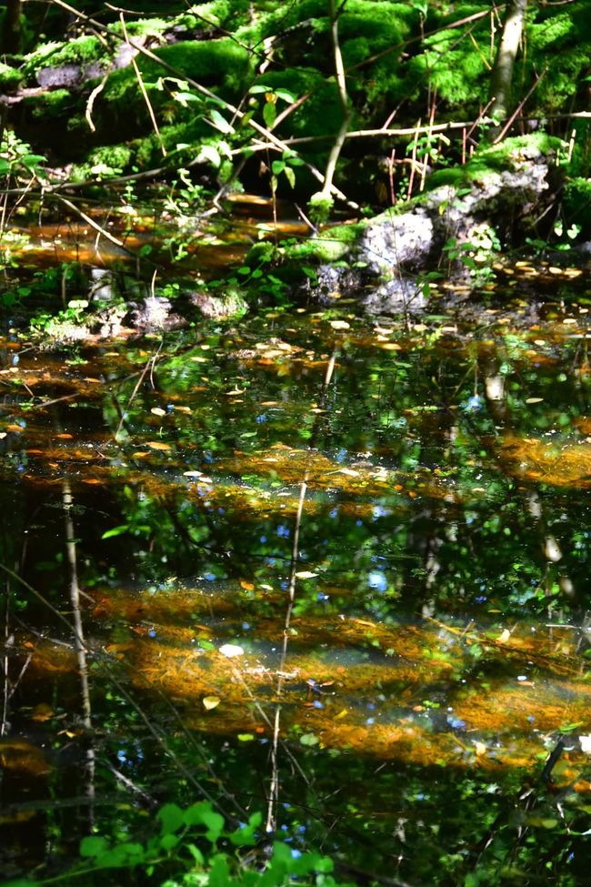 * * * Zwischen Himmel und Wasser * * *

Ein Spaziergang durch das Weingartener Moor