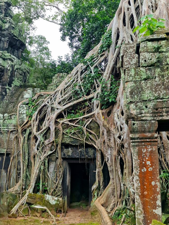 Baphuon und Ta Phrom - Himmelsleiter und himmlischer Ort