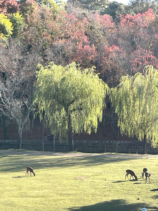 15. Capitolo: Visita al grande Buddha e sabato pomeriggio nel parco con proposta dal vivo