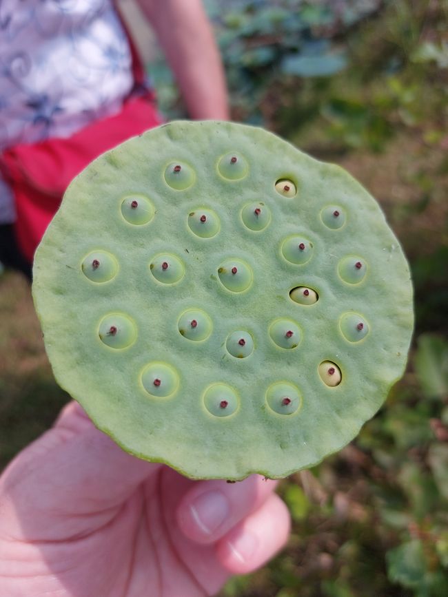 Fruit de lotus