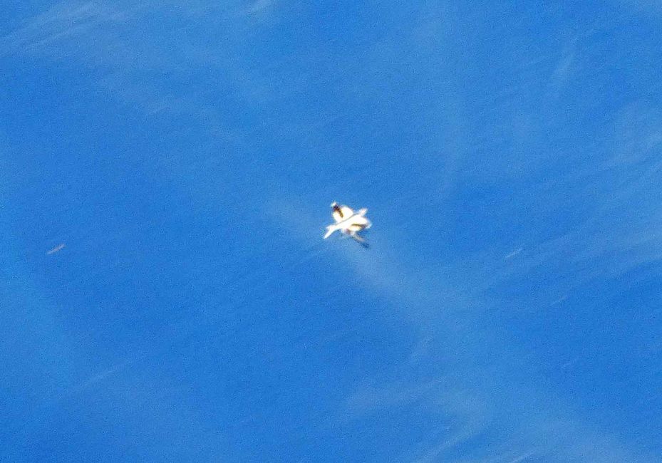 Poisson volant