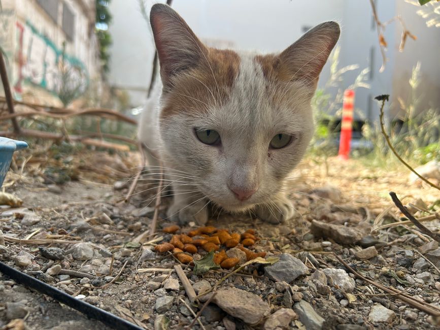 Straßenkatze