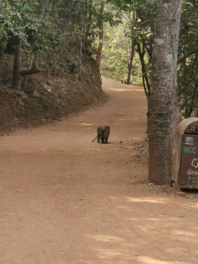 Aufstieg zum Phnom Bakheng ... da kommt doch wer entgegen ...