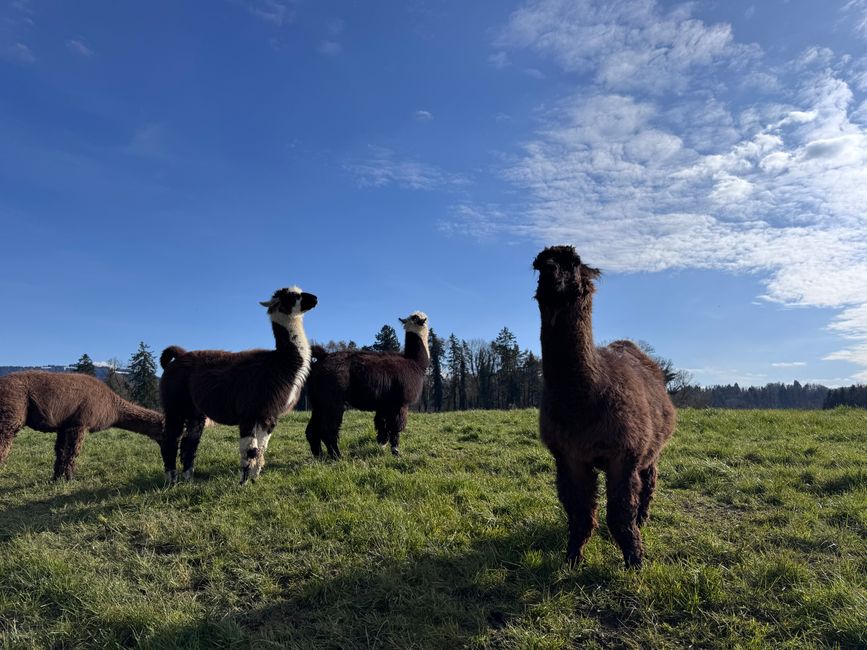 Schottisches Südamerika