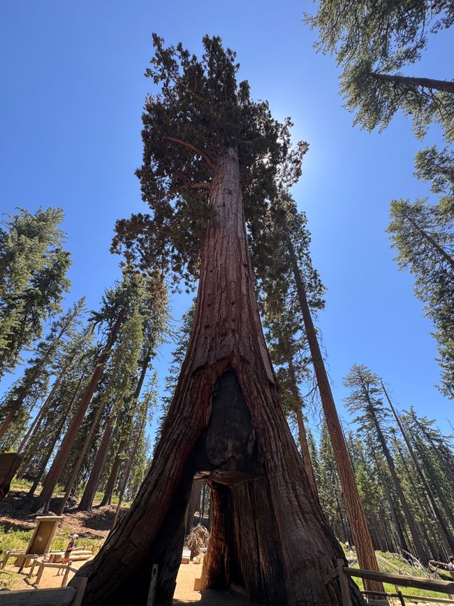 Glacier Point y secuoyas gigantes – los árboles más grandes del mundo