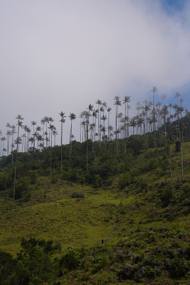 Hohe Palmen / Tall palm trees