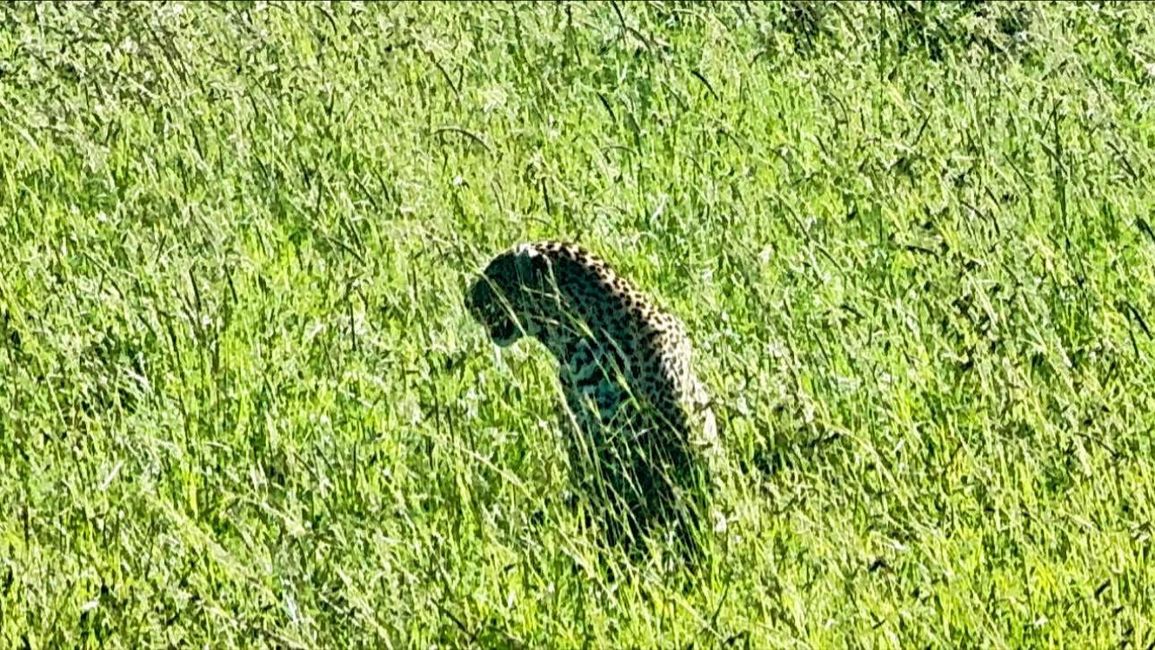 Heißluftballon über Masai Mara