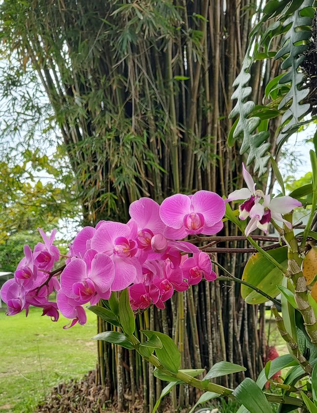 Brasil, Fortaleza Sendero del Bosque Tropical
