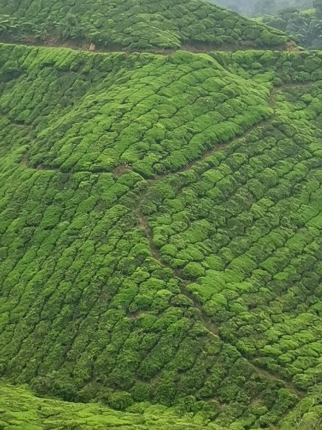 Cameron Highlands und George Town - Teeplantagen und Straßenkunst