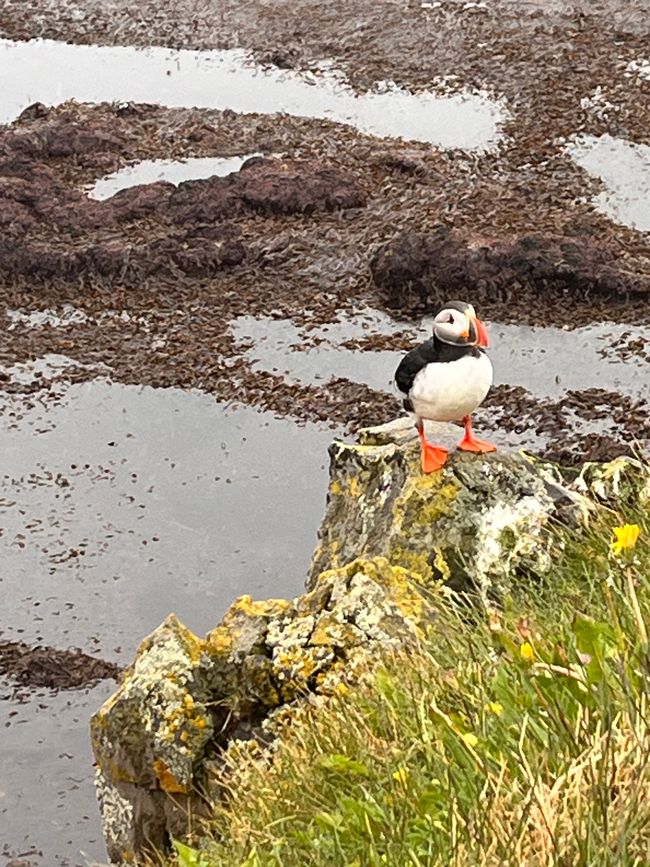 Auf der Jagd nach Puffins