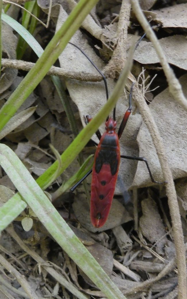 Insekten gibt es natürlich auch 