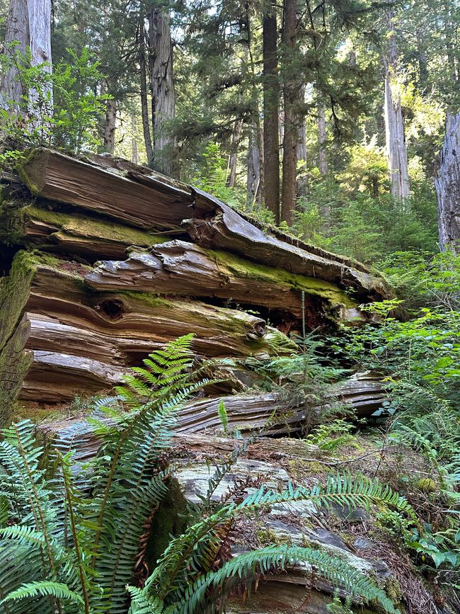 North Californian redwoods