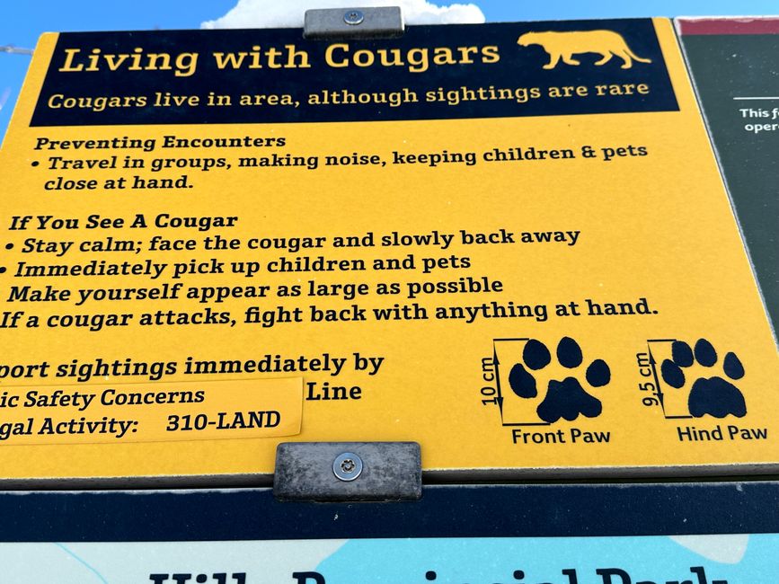 Cougar= Puma