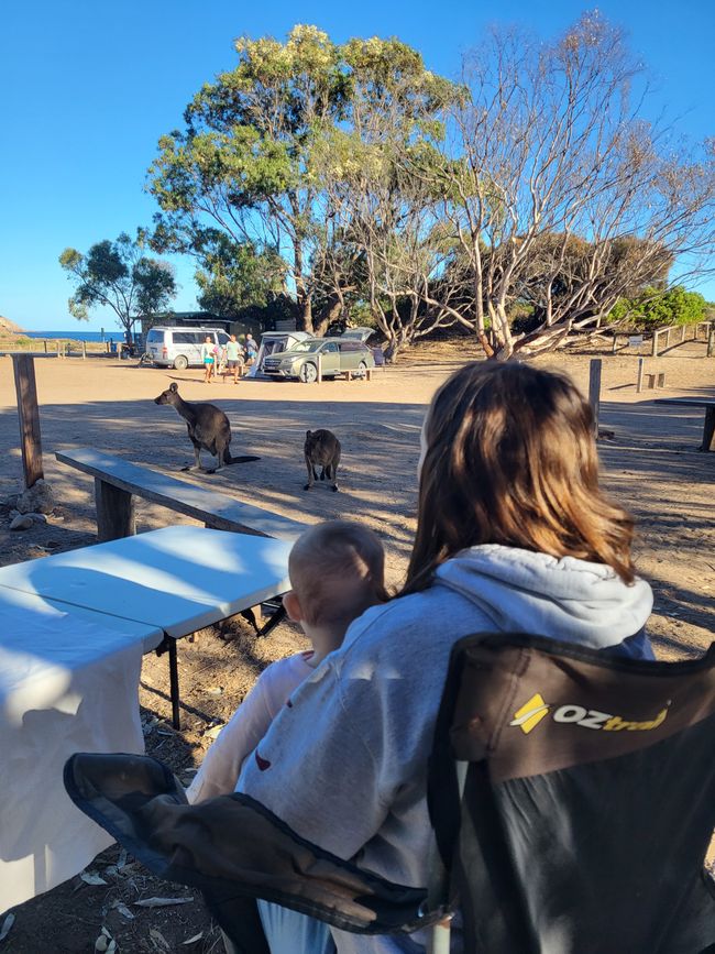 Kangaroo Island with Baby M.