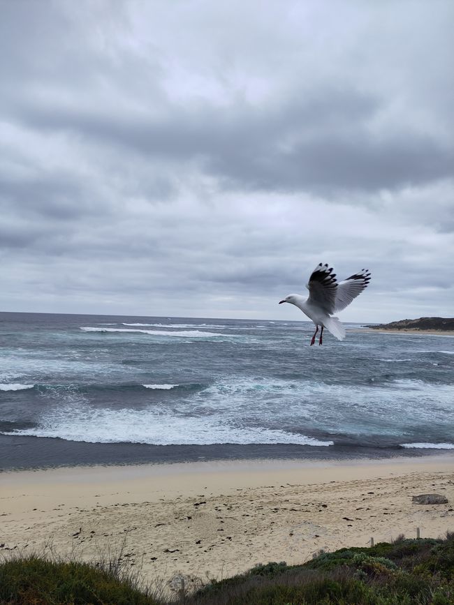 Surfers Point