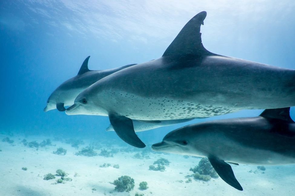 Dolphin Tour in Hurghada